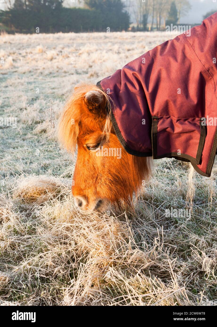 Un poney de châtaignier portant un tapis mangeant de l'herbe givrée Banque D'Images