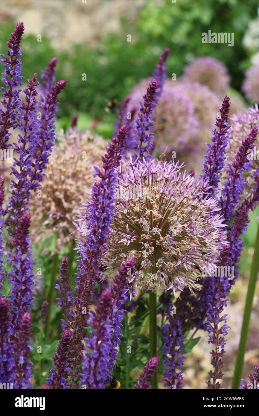 fleur d'allium pourpre et sauge en jardin d'été macro Banque D'Images