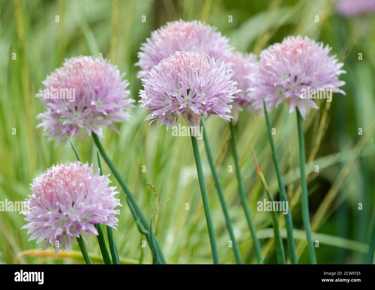 Fleurs violettes d'Allium ledebourianum, oignon sauvage asiatique Banque D'Images