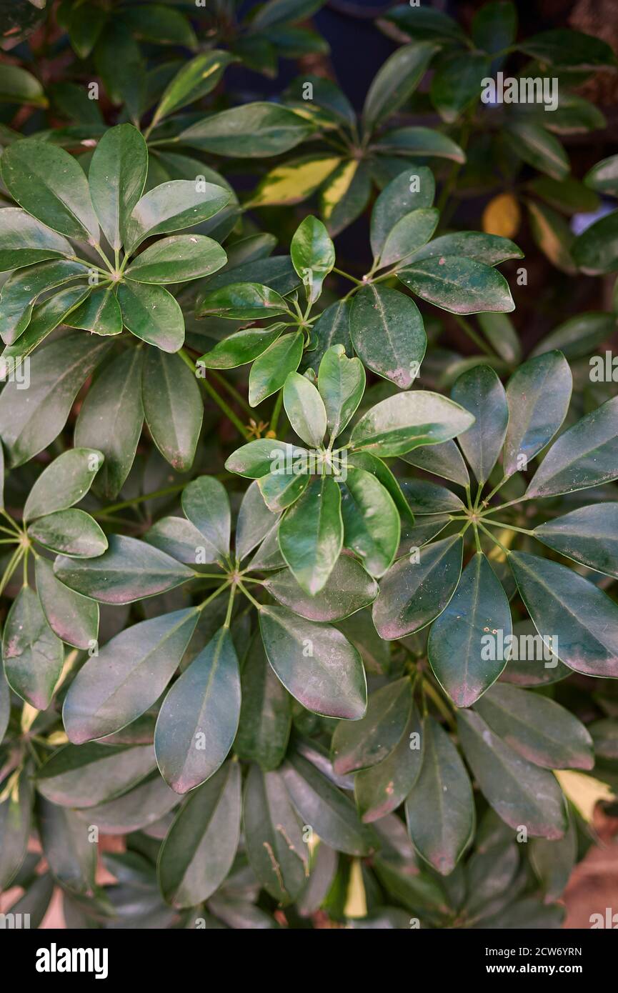 Schefflera arboricola feuillage variegate gros plan Banque D'Images