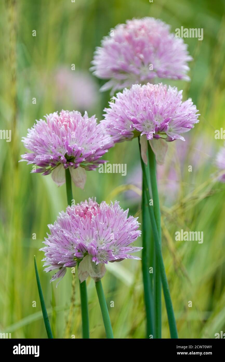 Fleurs violettes d'Allium ledebourianum, oignon sauvage asiatique Banque D'Images