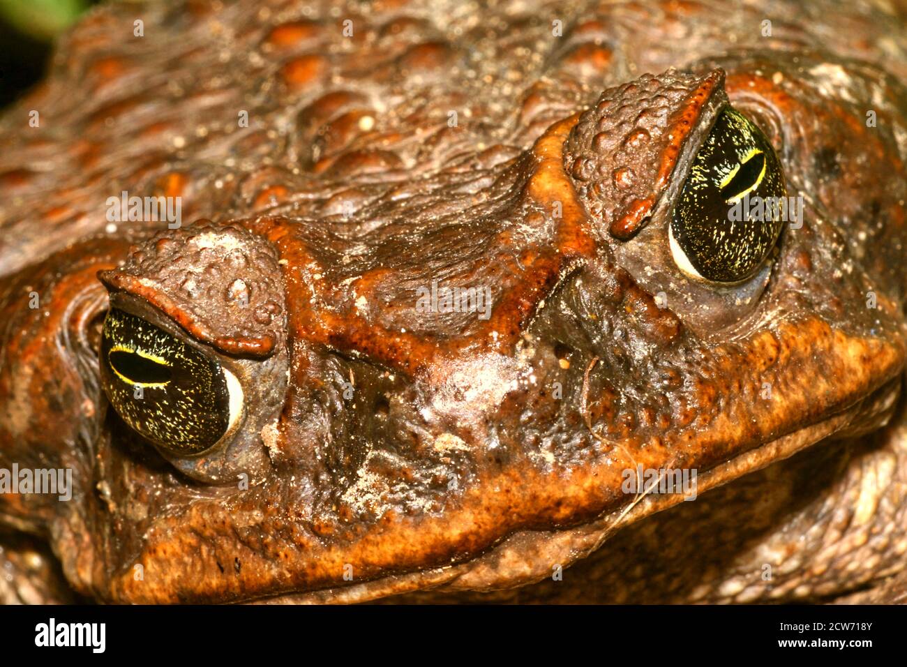 Toad tropical, forêt tropicale, bassin de la rivière Napo, Amazonie, Equateur, Amérique Banque D'Images