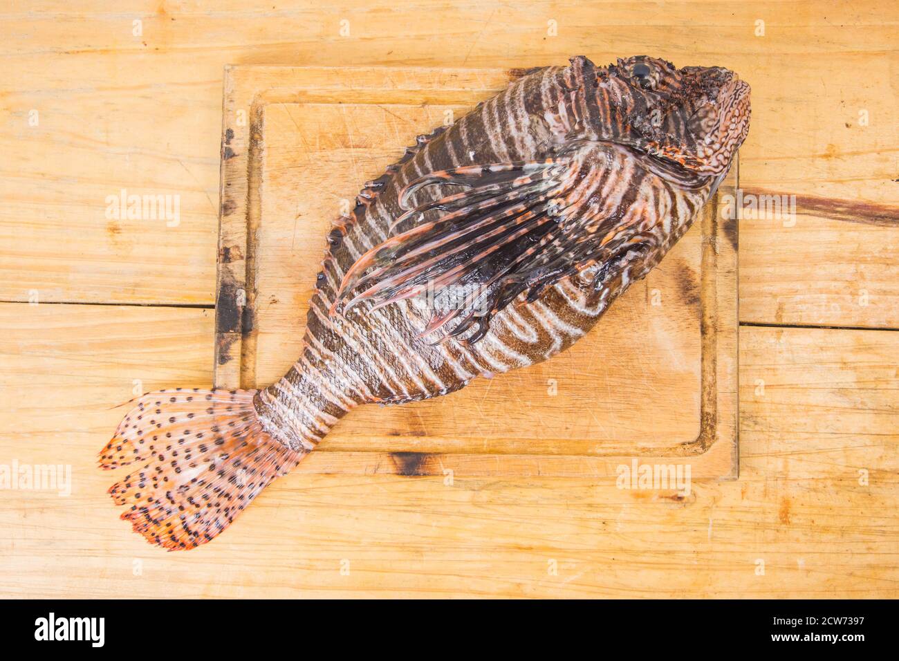 Poisson cru au lion sur une table en bois dans une cuisine rustique prête à cuisiner. Thèmes alimentaires Banque D'Images