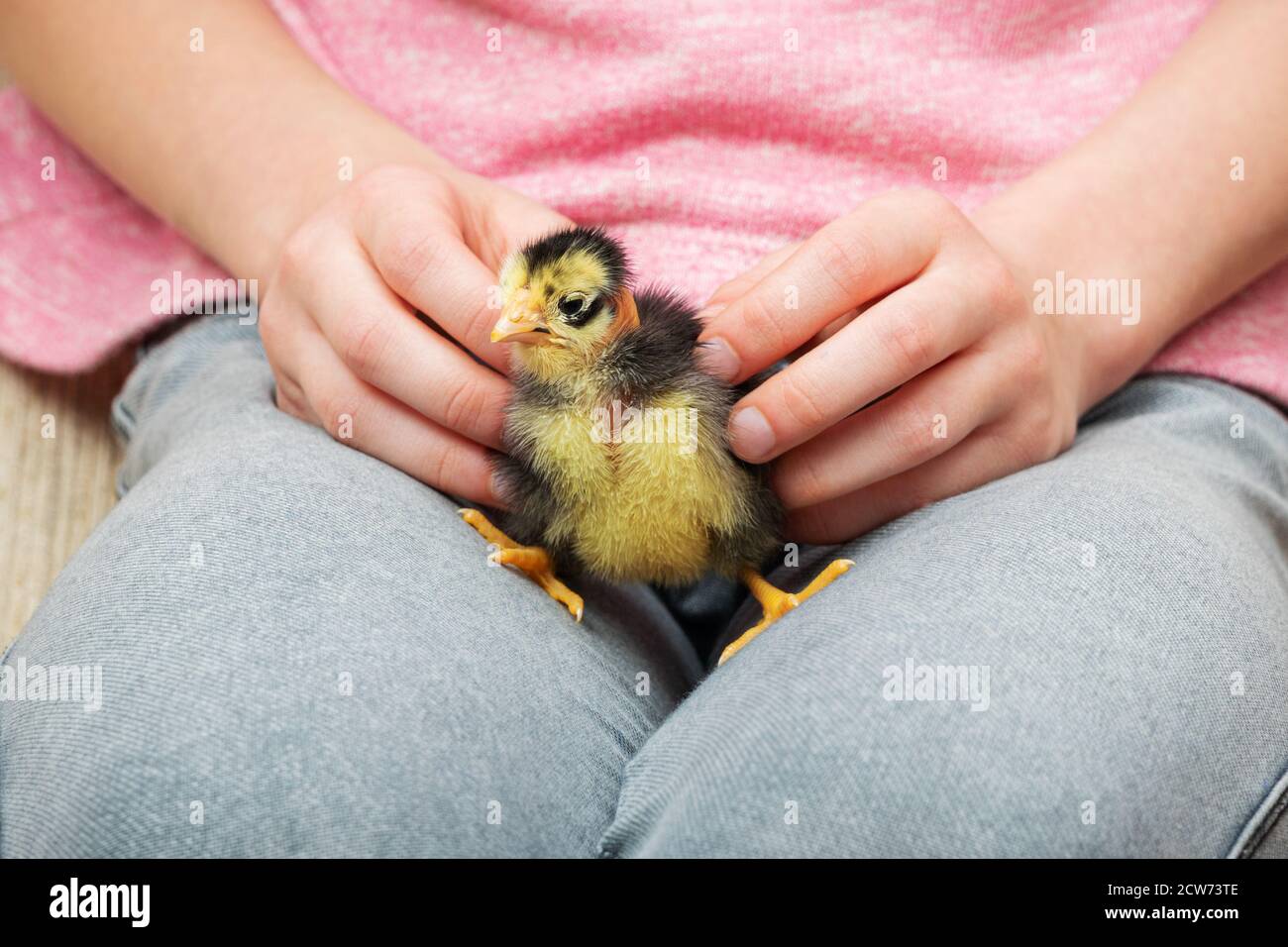 enfant tient le poulet sur ses genoux Banque D'Images