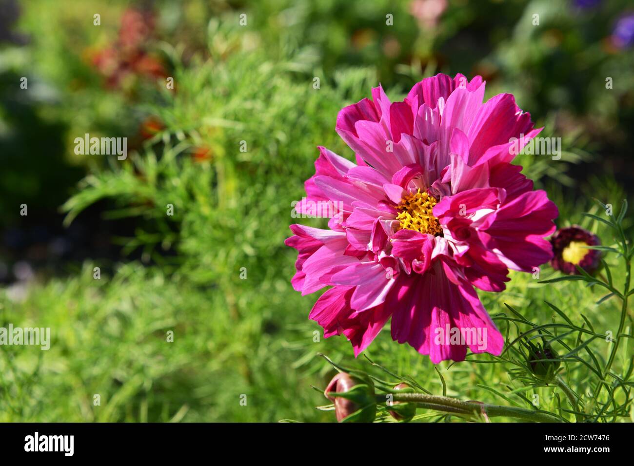 Rose et magenta Double clic cosmos fleur fleurir au soleil au-dessus du feuillage vert Banque D'Images