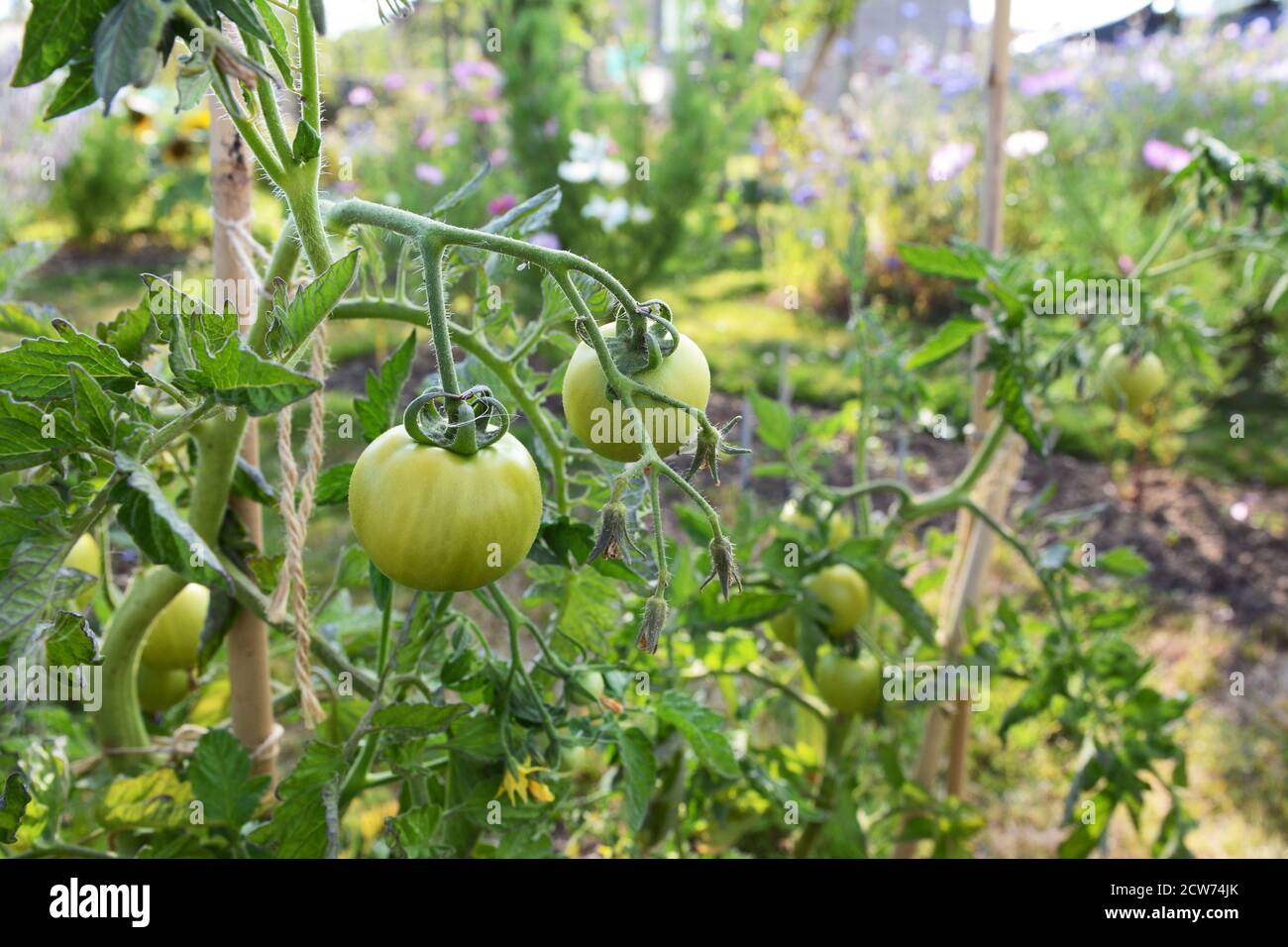 Plante de tomate de cordon Ferline avec des fruits verts, poussant dans un jardin de légumes d'été luxuriant. Solanum lycopersicum L. Banque D'Images
