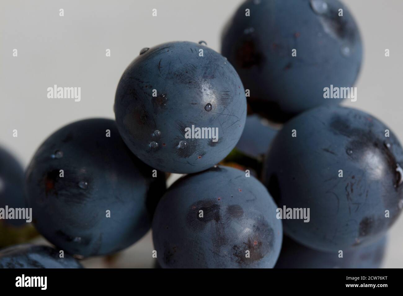 gros plan de quelques raisins secs concord sur un fond blanc et doux dans un éclairage naturel Banque D'Images