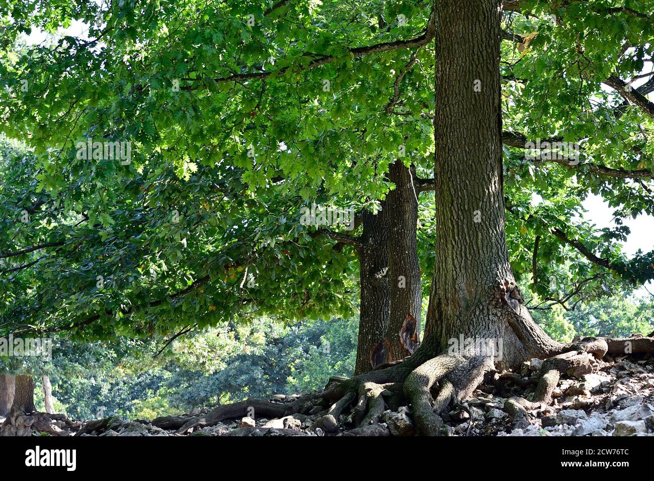 Ernstbrunn, Basse-Autriche, Autriche. Chênes dans le zoo Banque D'Images