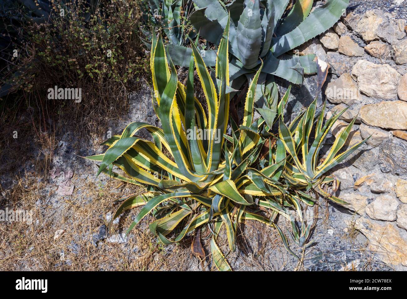 Agave marginata, plante du siècle Variegated Banque D'Images