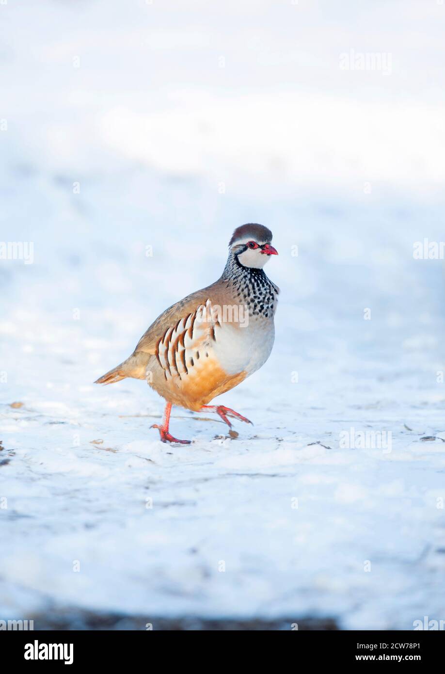 Perdrix à pattes rouges [Alectoris rufa] fonctionnant dans la neige Banque D'Images