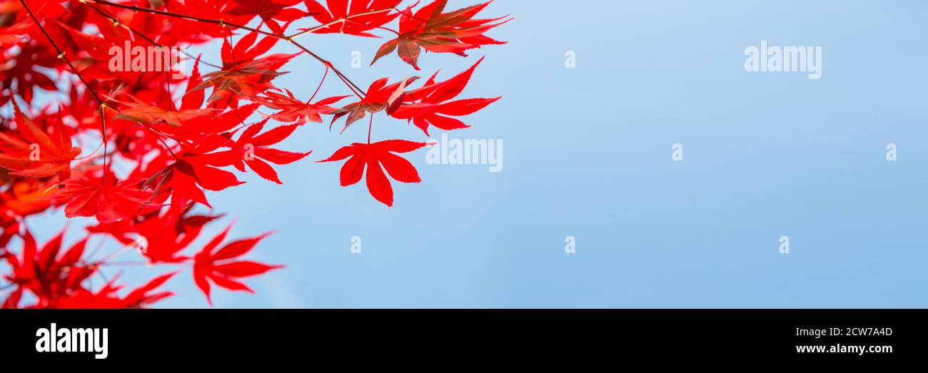 Rouge coloré feuilles d'érable automnal, bleu ciel panoramique arrière-plan avec espace de copie - bannière web automne Banque D'Images
