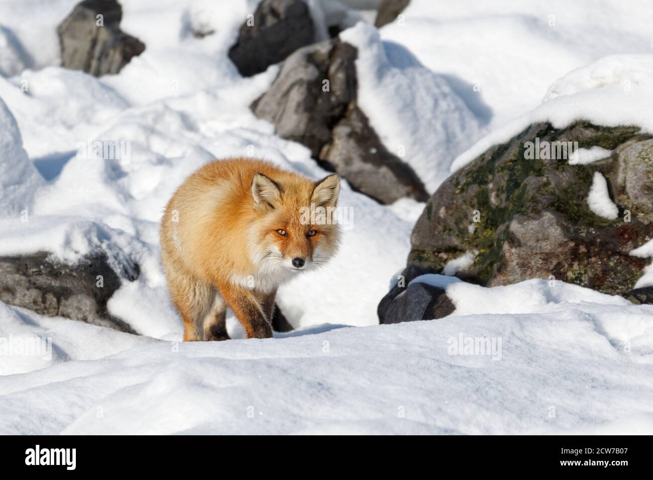 Le renard roux d'Ezo, Vulpes vulpes schrencki, est en montée dans la neige, vue de face du visage de l'animal intelligent. Hokkaido, Japon. Banque D'Images