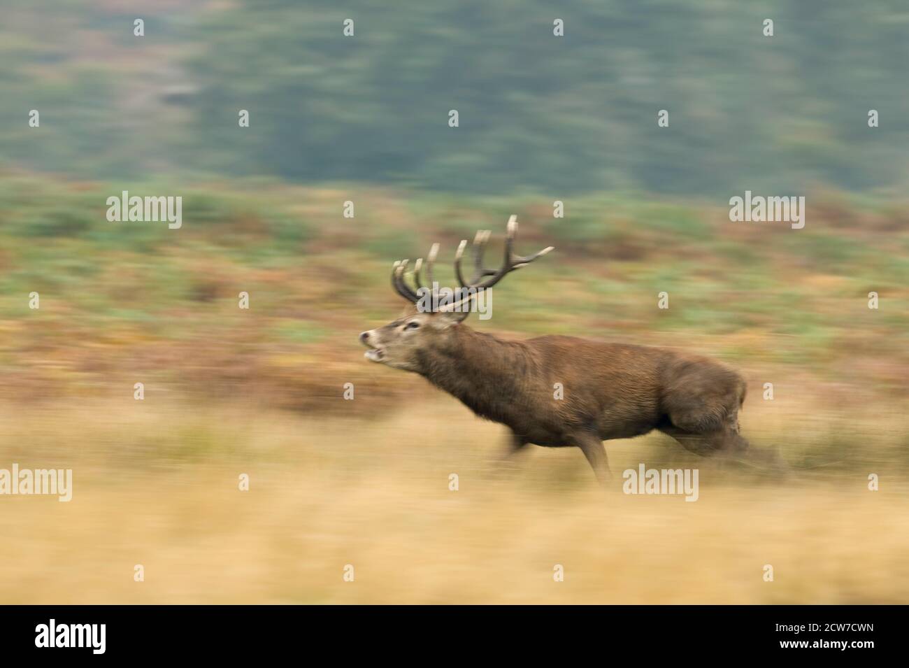 Cerf rouge (Cervus elephus) stag à Richmond Park, Londres, Royaume-Uni Banque D'Images