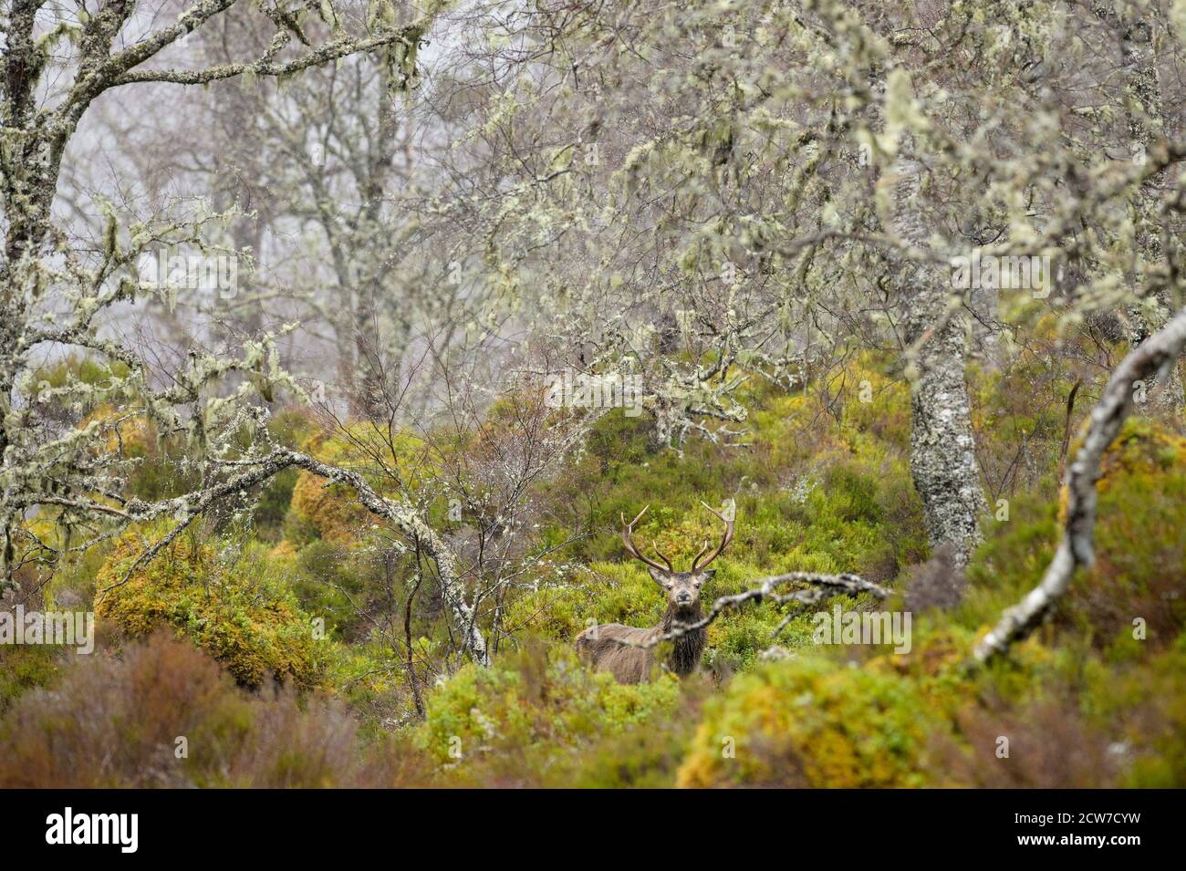 Cerf rouge (Cervus elaphus) dans la forêt de pins écossais. Glen Affric, février 2016 Banque D'Images
