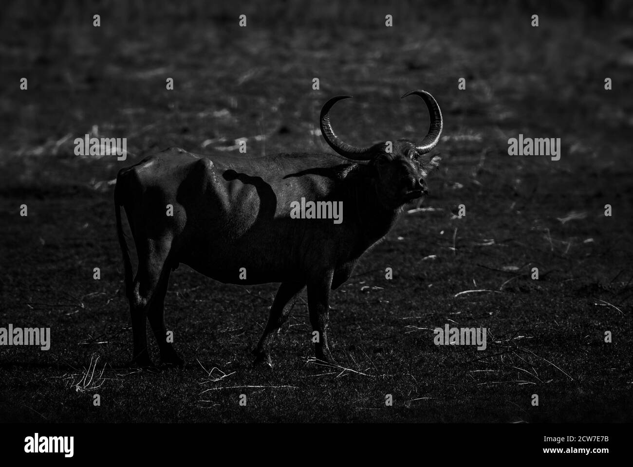 Buffalo sauvage du Sri Lanka - Bubalus arnee migona, grand mammifère des marais et des prairies du Sri Lanka. Banque D'Images