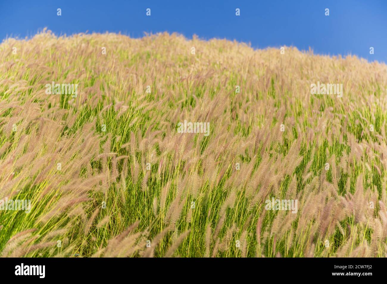 Lames d'herbe en plumes dans un pré. Banque D'Images