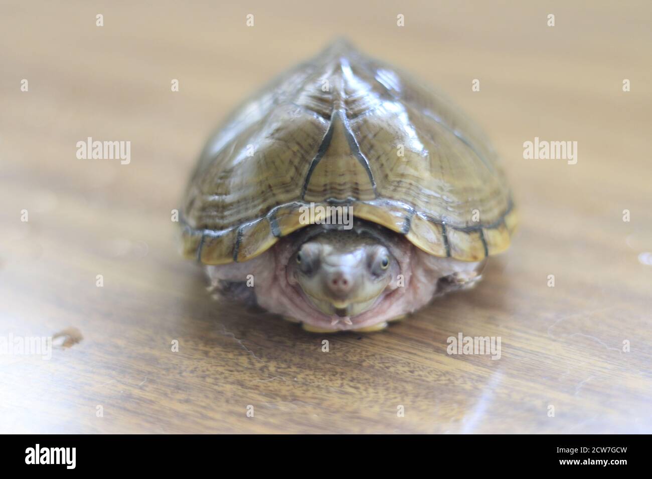 Tortue musquée de Razorback ou sternotherus carinatus isolé sur la table Banque D'Images