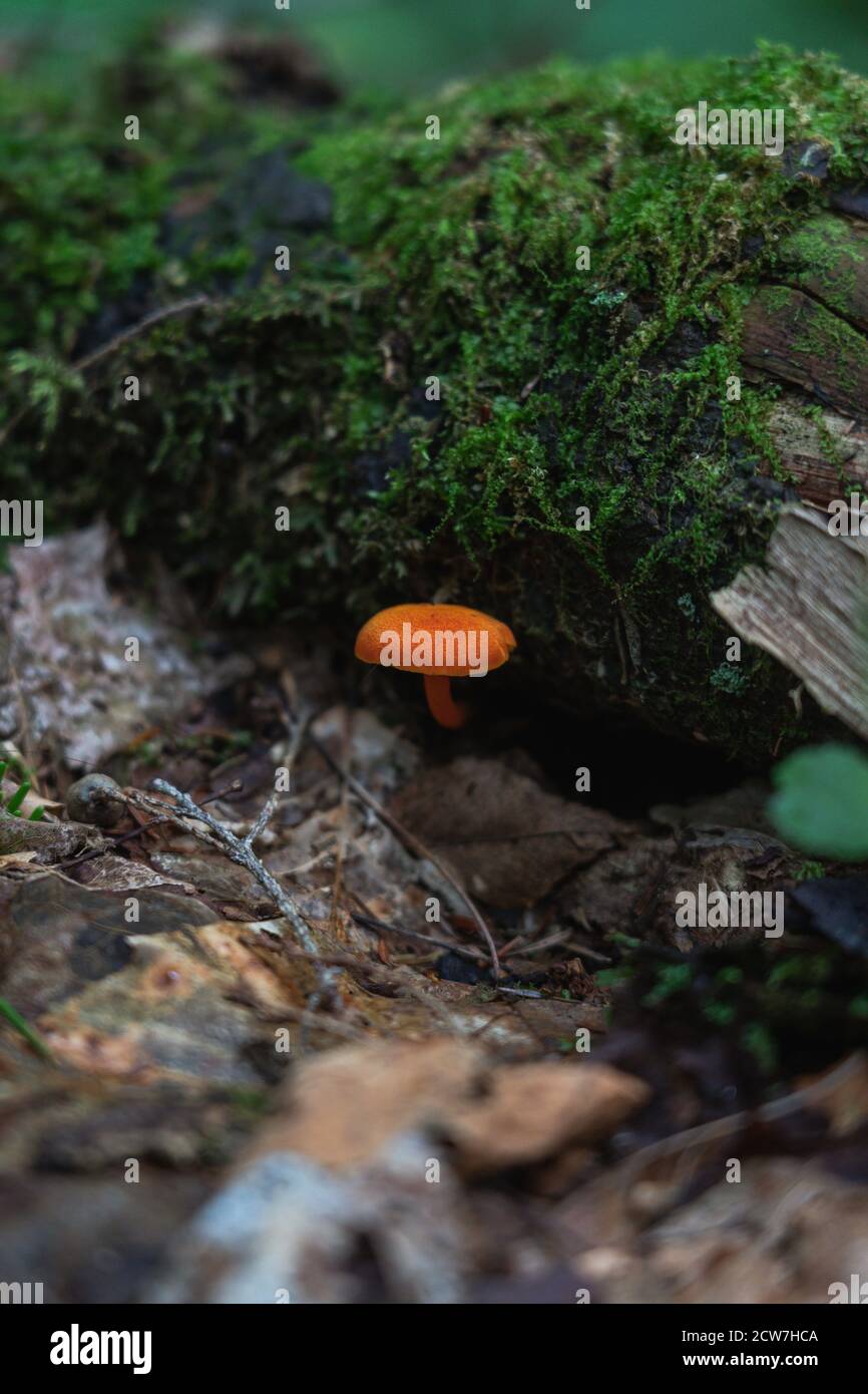 Un champignon orange vif dans les Adirondacks Banque D'Images