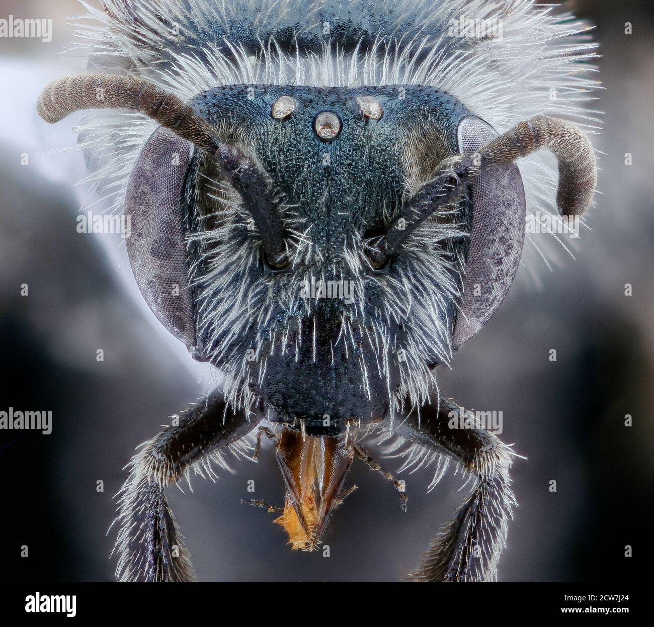 L'image montre un gros plan d'Andrena polemonii, une espèce d'abeille, prise dans le comté de New Castle, Delaware, le 18 août 2020. Cette espèce d'abeilles fait partie de l'inventaire et des efforts de surveillance des abeilles par le U.S. Geological Survey. Banque D'Images