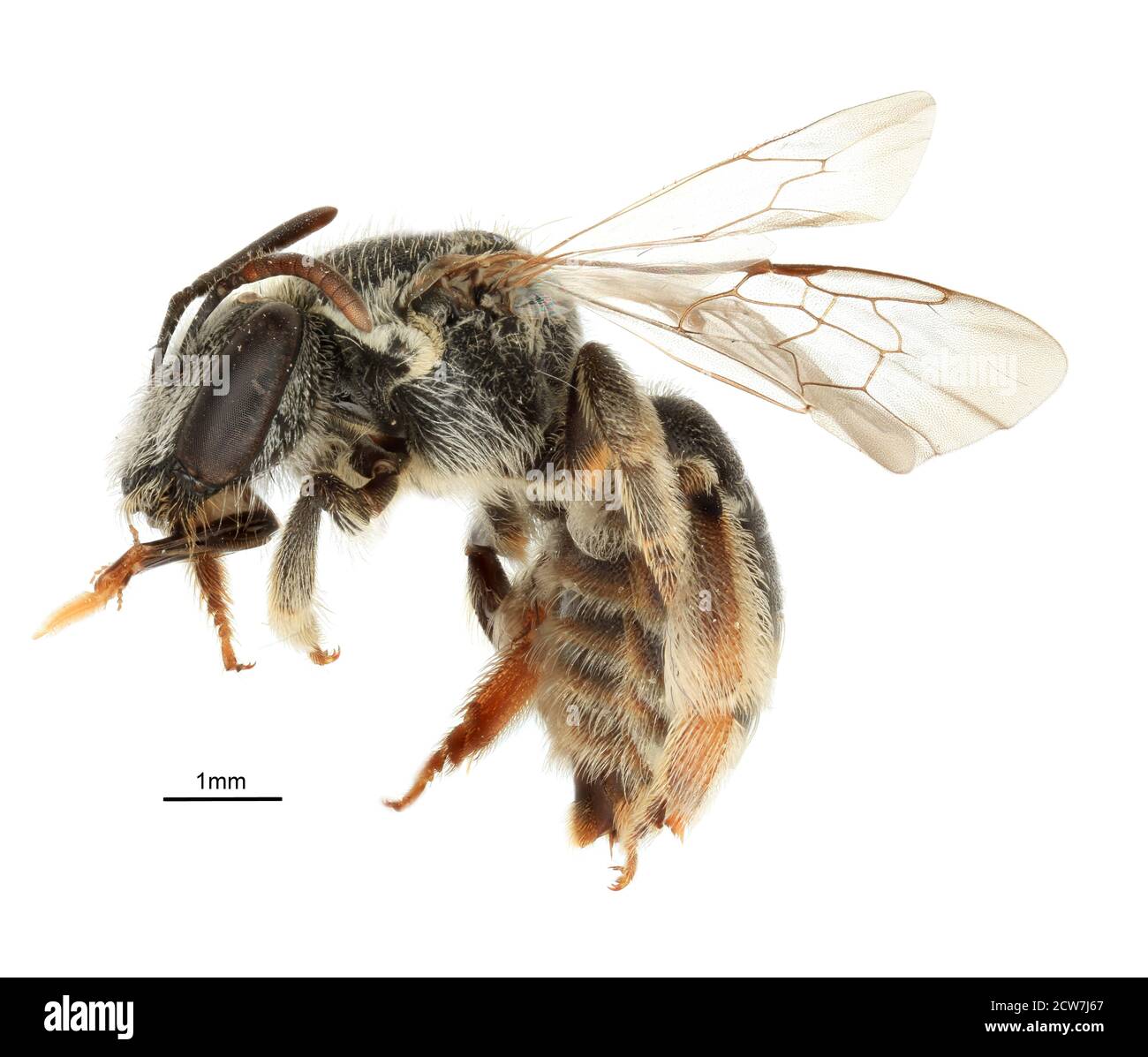 Leuconomia rufa F. Banque D'Images