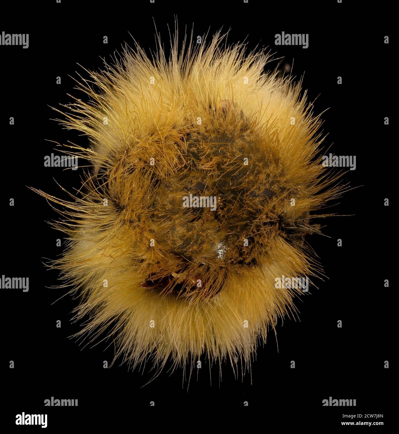 Bombus perplexus, m, thorax, PA, Centere Co 2017-07-25-13.50 Banque D'Images