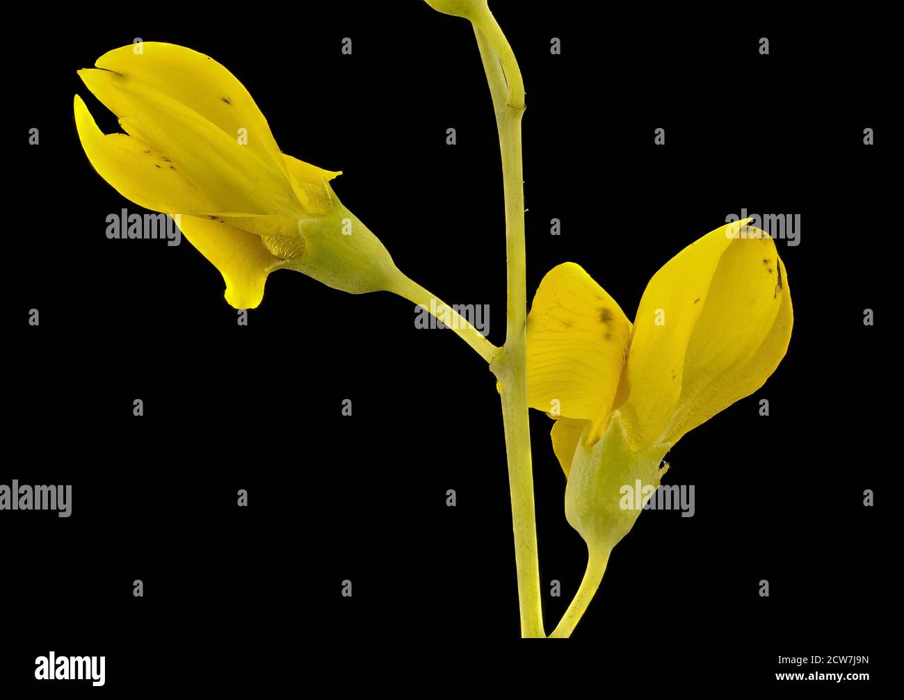 Baptizia tinctoria, Wild Indigo, Howard County, MD, Helen Lowe Metzman 2017-07-19-13.38.22 ZS Pmax UDR Banque D'Images