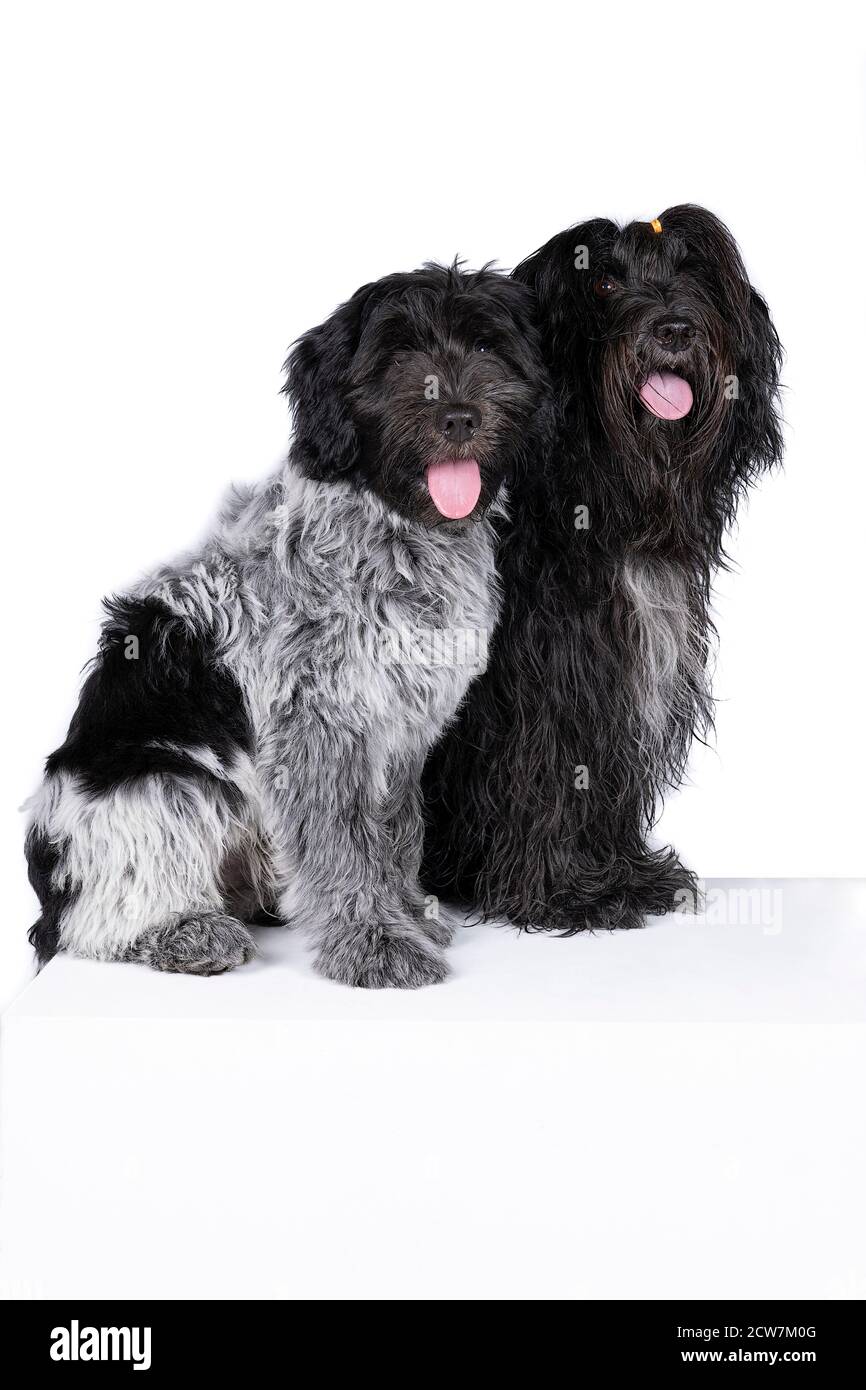 Deux chiens Schapendoes ou chiens de berger hollandais isolés sur un blanc arrière-plan Banque D'Images