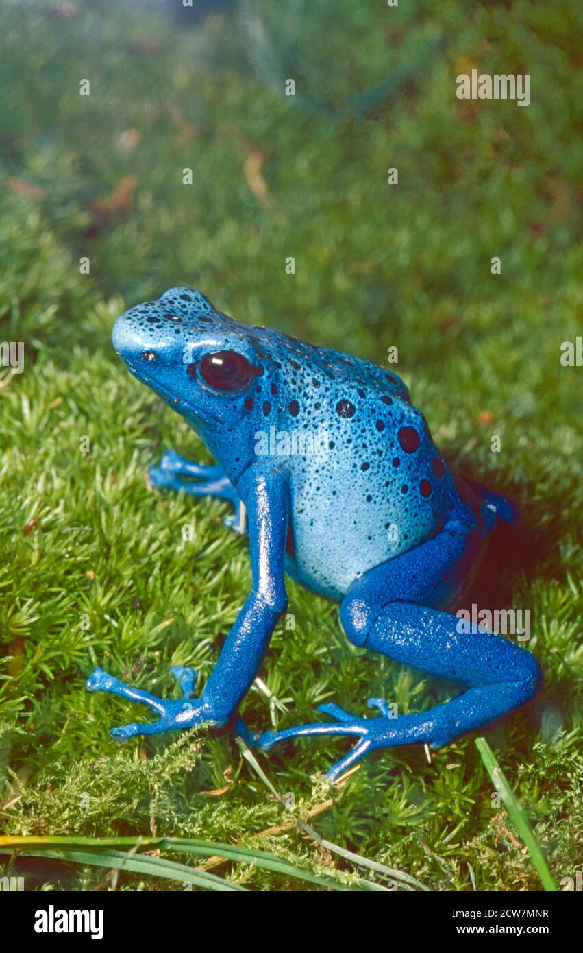 Blue poison Dart Frog ou Okopipi, (Dendrobates tinctorius azureus) du sud du Surinam et du nord du Brésil. Banque D'Images