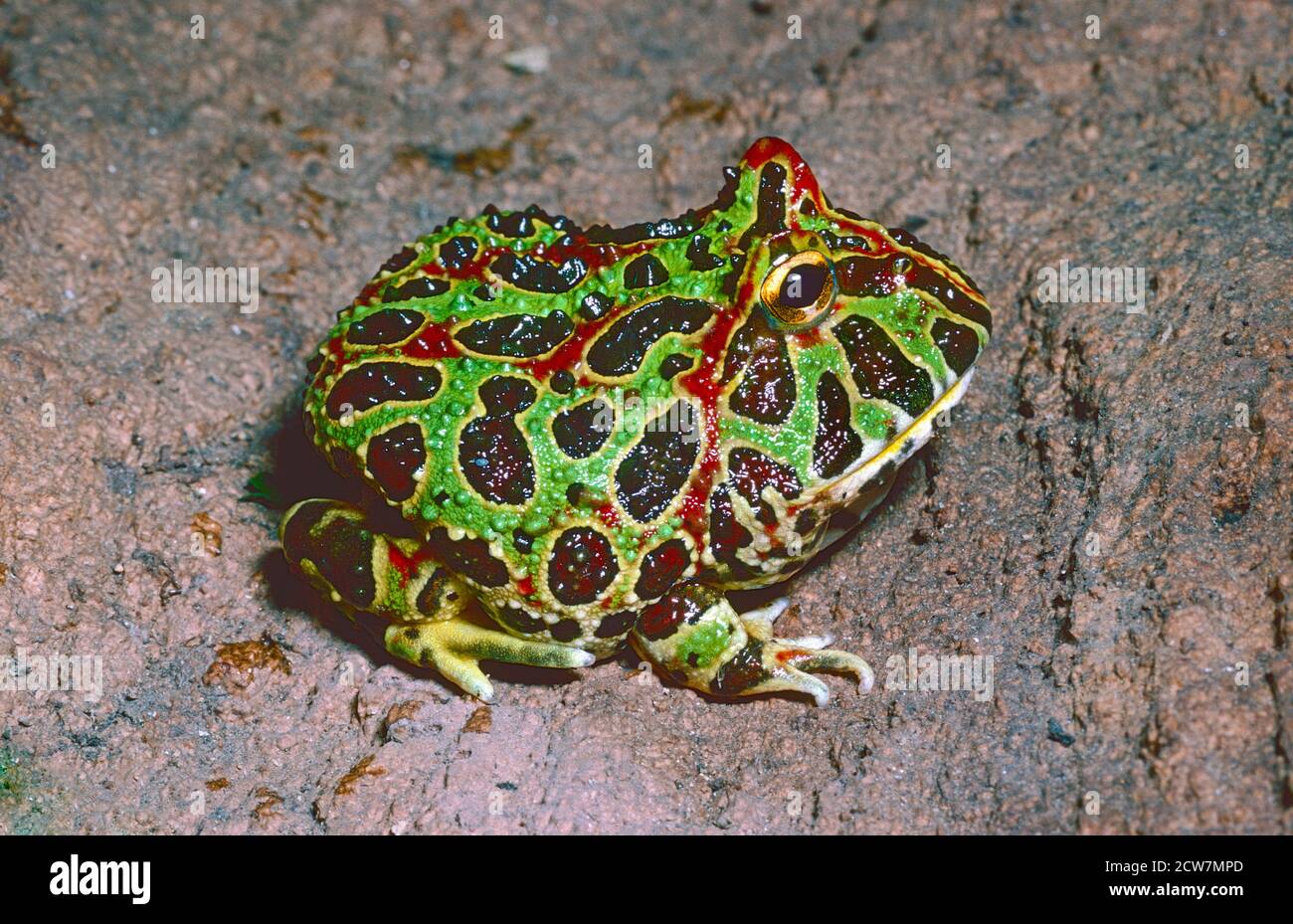 Jeune grenouille Ã cornes argentines ou Escuerzo peint (Ceratophrys ornata) d'Argentine, du Brésil et de l'Uruguay. Banque D'Images