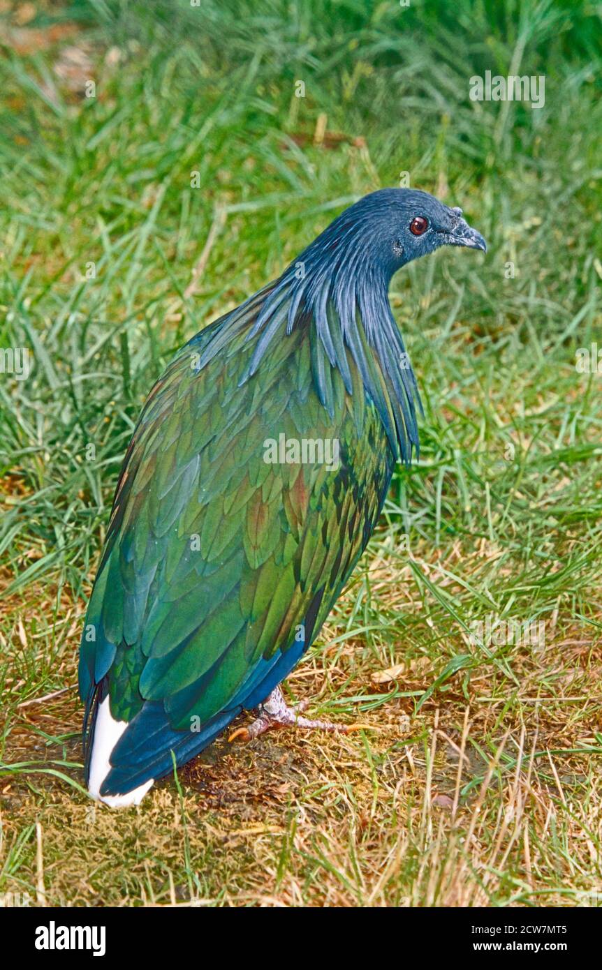 Nicobar Pigeon, (Caloenas nicobarica). Le parent vivant le plus proche du Dodo. Allant des îles Nicobar, à l'est, à travers l'archipel malais. Banque D'Images