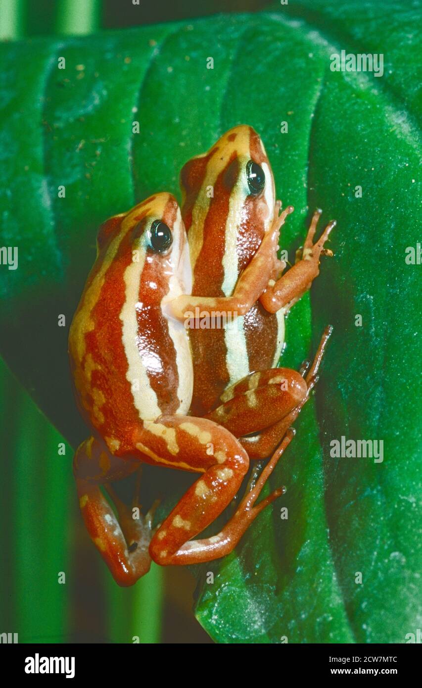 Phantasmal Poison Dart Frogs, (Epipedobates tricolor.) de l'Équateur. Une paire d'accouplement dans l'amplexus. Classé comme en voie de disparition. Banque D'Images