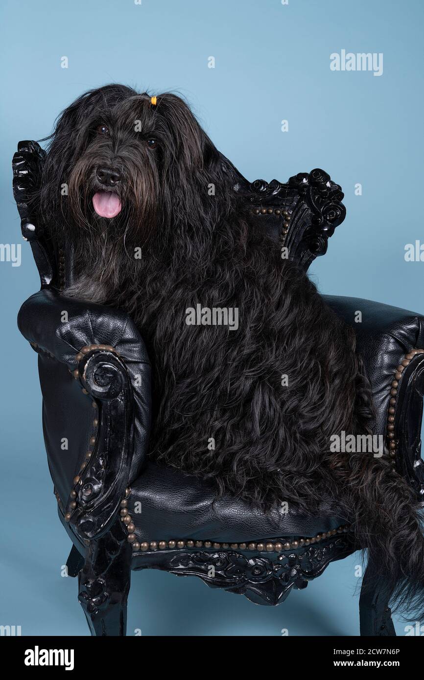 Un Schapendoes ou un Berger hollandais assis dans une chaise baroque sur fond bleu Banque D'Images