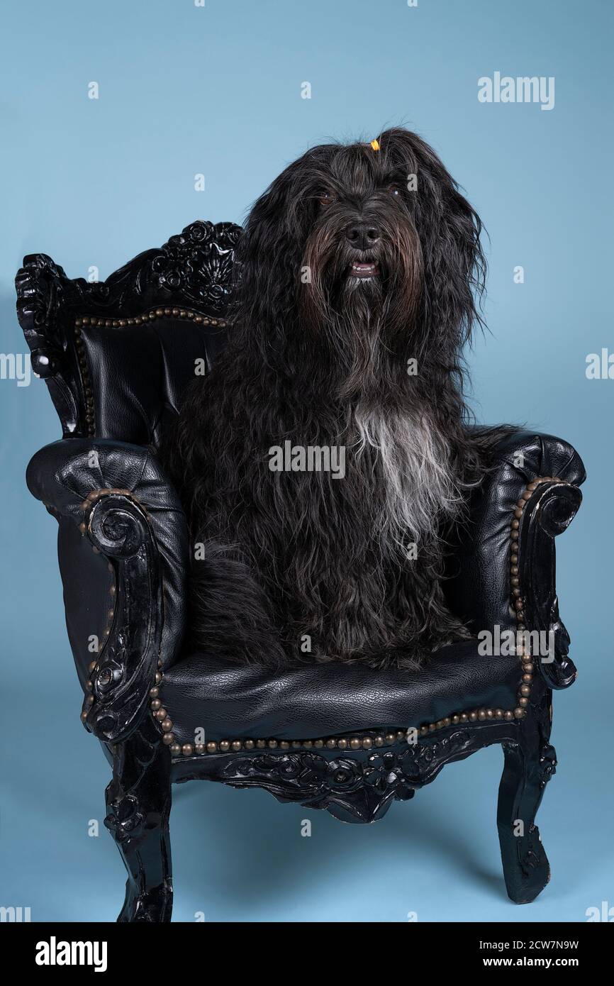 Un Schapendoes ou un Berger hollandais assis dans une chaise baroque sur fond bleu Banque D'Images