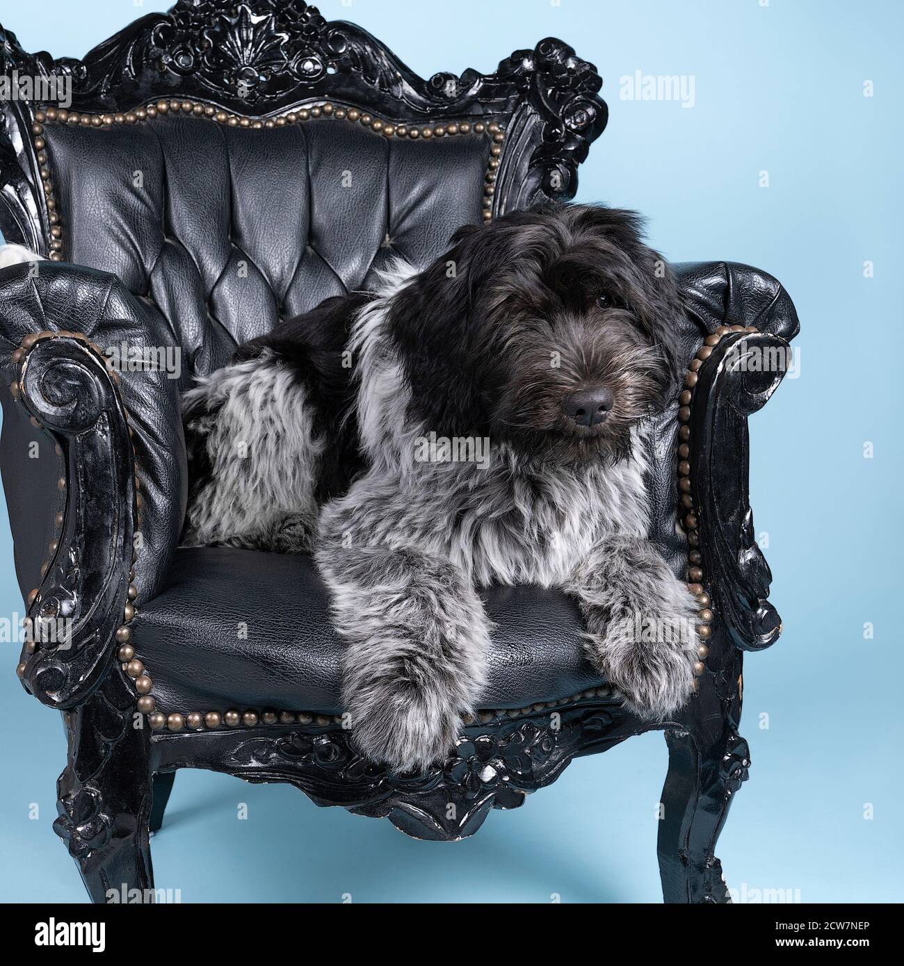 Un Schapendoes ou un Berger hollandais assis dans une chaise baroque sur fond bleu Banque D'Images