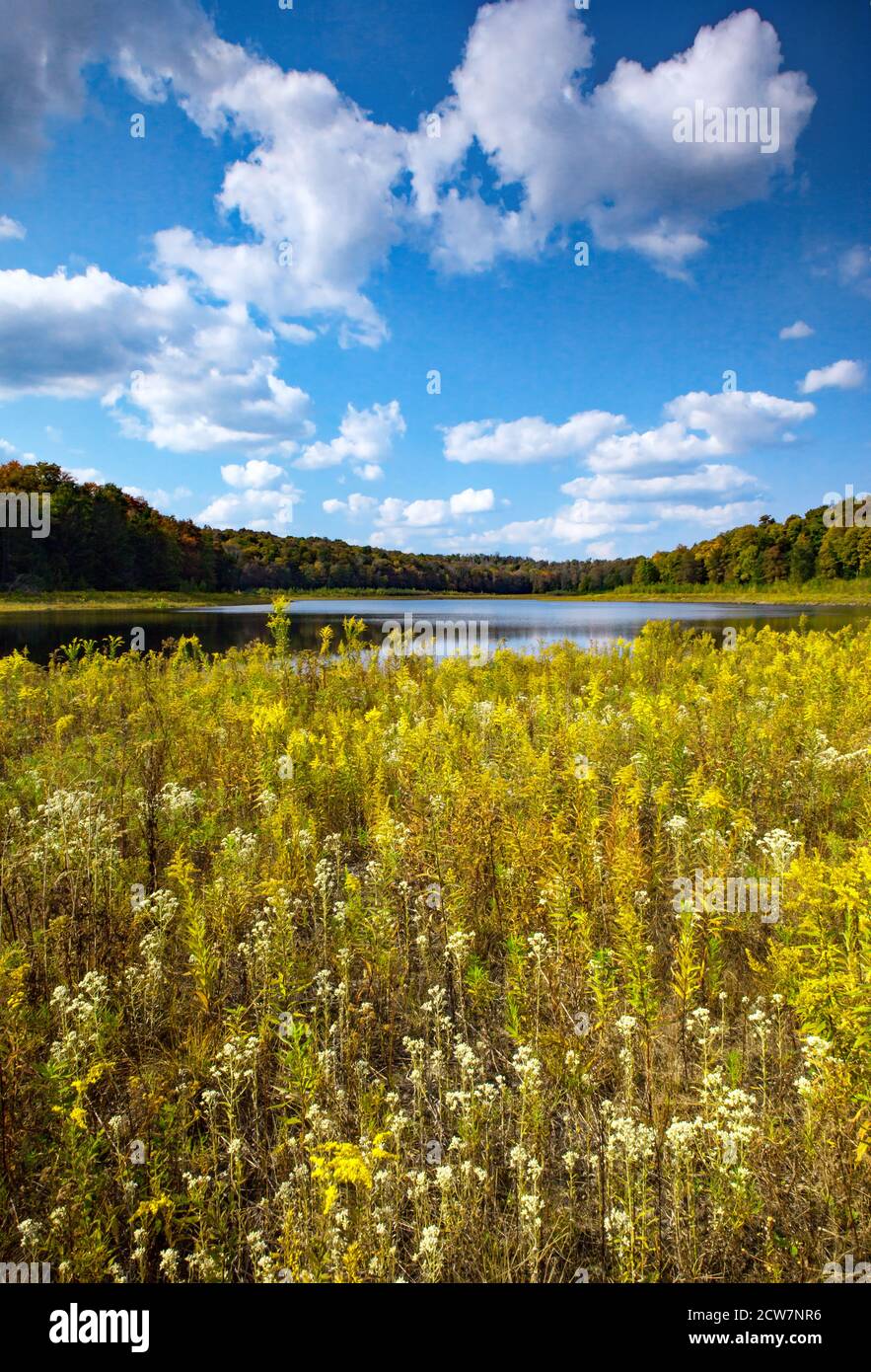 Lower Woods Pond est un lac naturel de 50 hectares situé dans le nord du comté de Wayne, en Pennsylvanie. Pendant des années, la sortie a été damée pour augmenter la taille du lac à 91 Banque D'Images