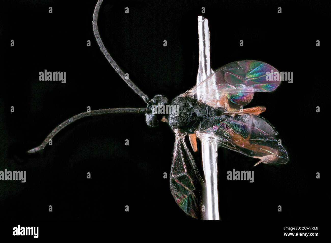Cotesia congregata, à droite, u, Kester Lab, 2 2018-05-16-20.34.25 ZS 1 Banque D'Images