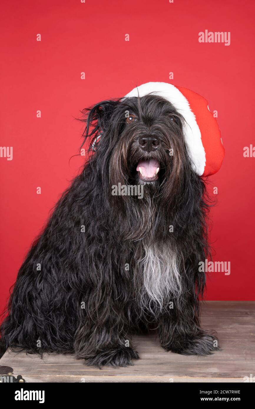 Un Schapendoes ou un Berger hollandais assis sur un fond rouge porter un chapeau de noël Banque D'Images