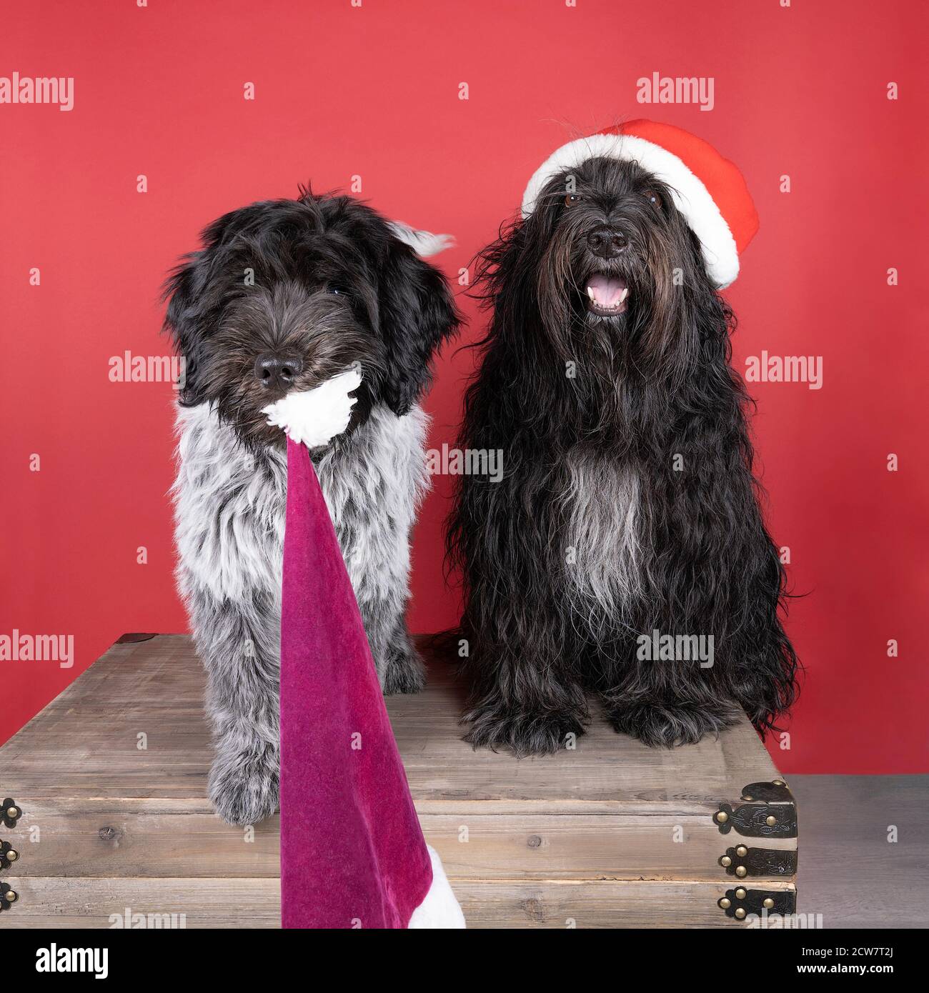 Un Schapendoes ou un Berger hollandais assis sur un fond rouge porter et voler un chapeau de noël Banque D'Images