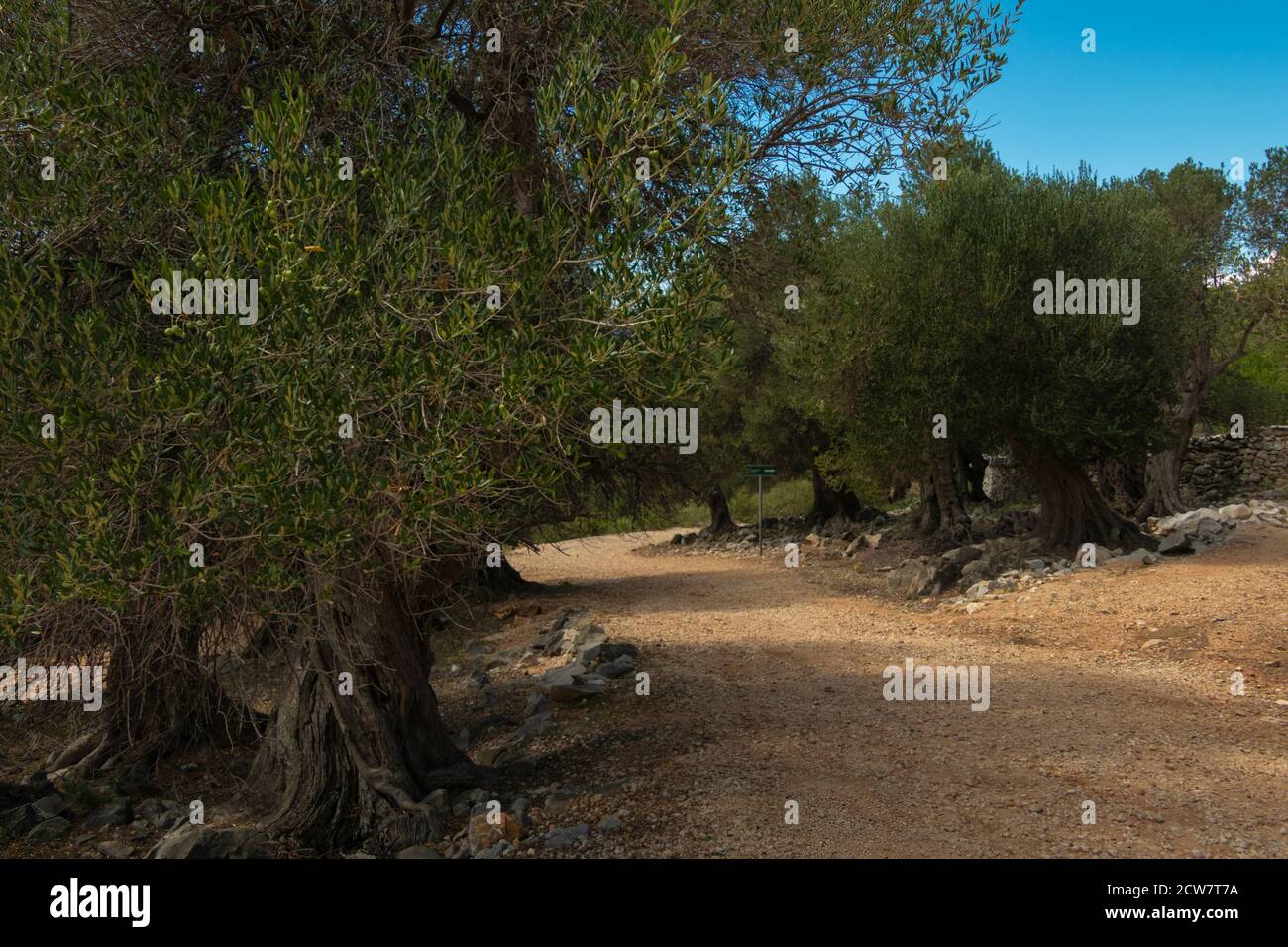 Jardins d'oliviers de LUN avec des oliviers vieux de milliers d'années, île de Pag. Banque D'Images