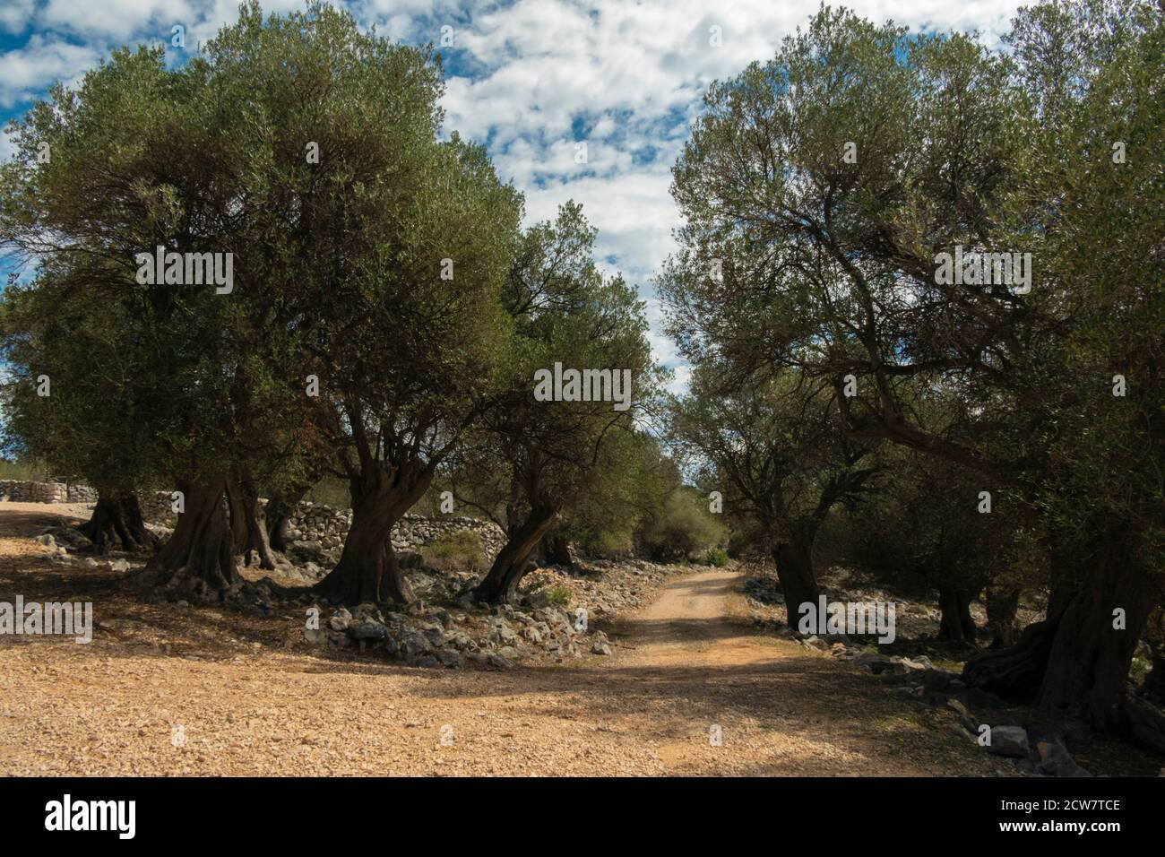 Jardins d'oliviers de LUN avec des oliviers vieux de milliers d'années, île de Pag. Banque D'Images