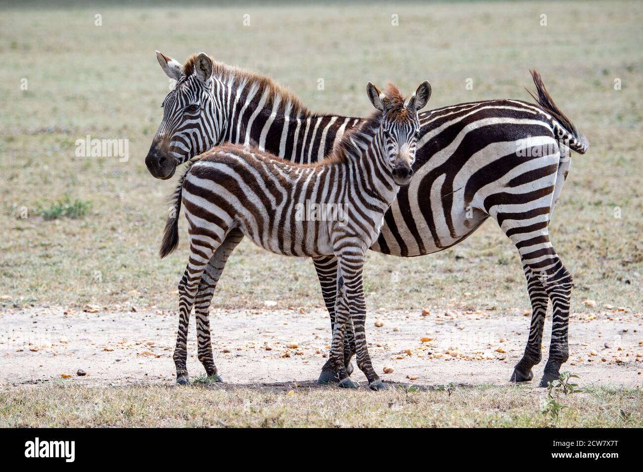 Zèbres des plaines (Equus quagga) Banque D'Images