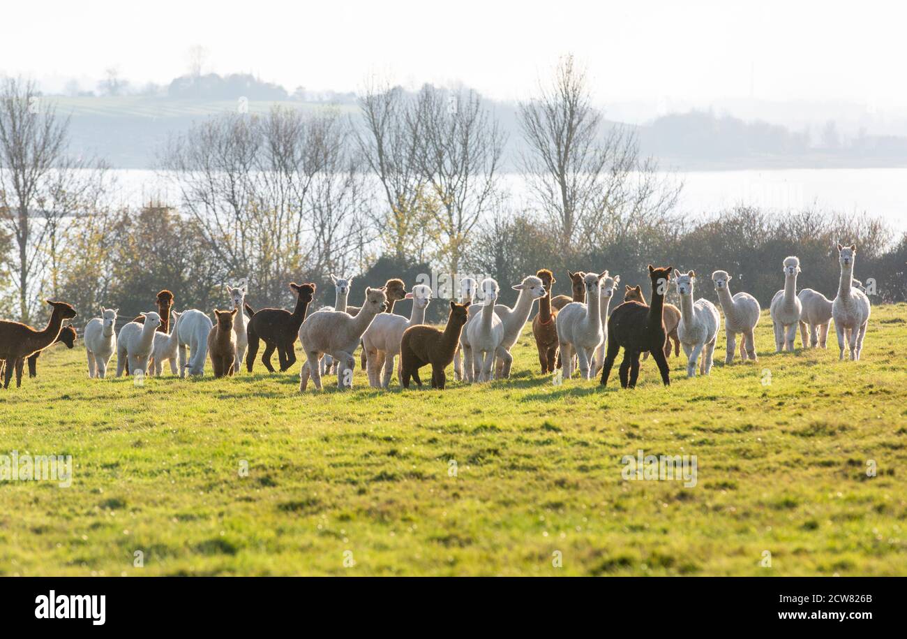 Une ferme alpaca à Warwickshire, Royaume-Uni Banque D'Images