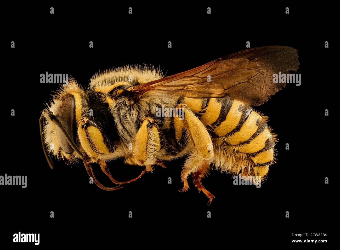 Anthidium illustrae, m, gauche, Bray 1, CA 2019-03-21-12.13.04 ZS Pmax UDR Banque D'Images