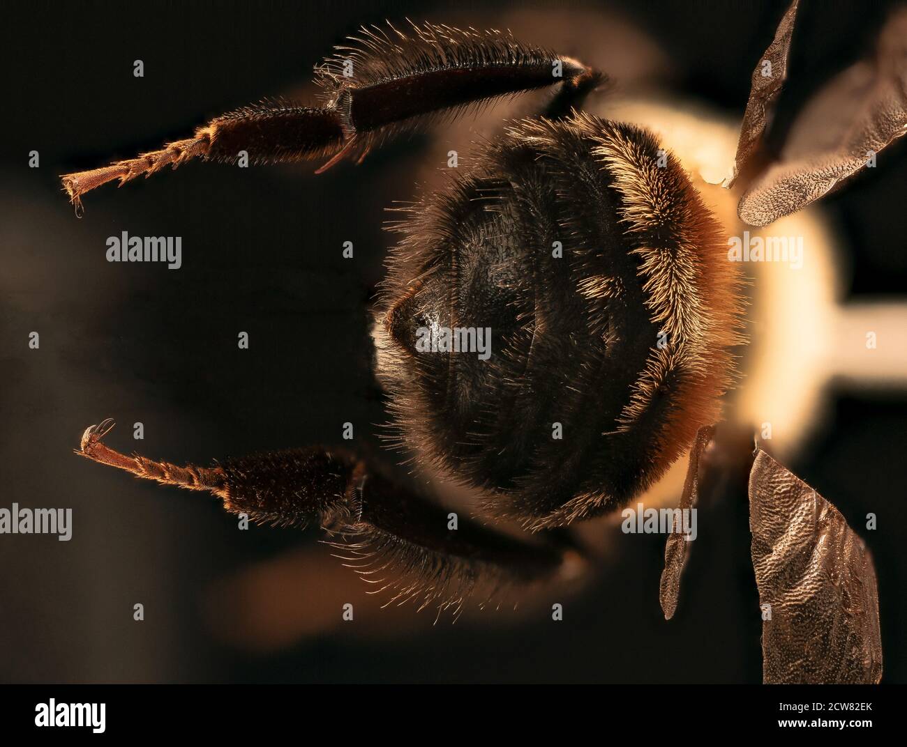L'image intitulée 'Bombus Mystery' a été capturée à Roulson, Virginie, le 28 août 2018, avec un gros plan d'une espèce d'abeille, peut-être Bombus, un genre de bourdon. Banque D'Images
