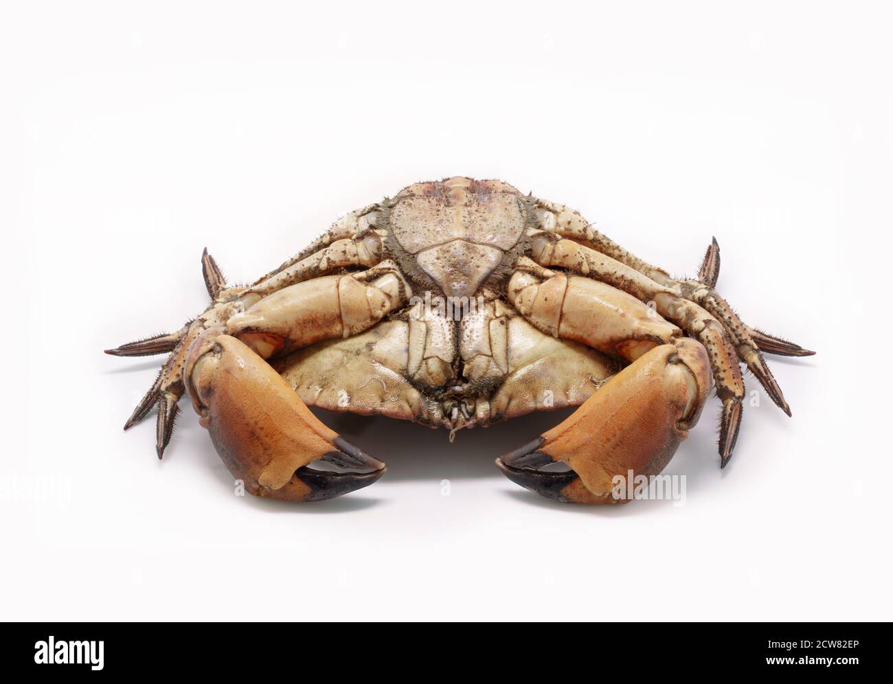 Crabe de mer frais, cru et comestible, isolé sur fond blanc. Banque D'Images