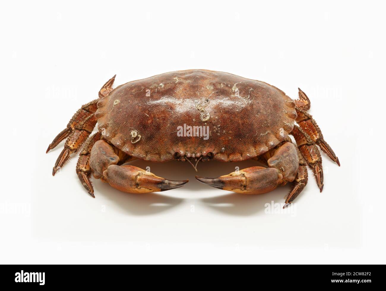 Crabe de mer frais, cru et comestible, isolé sur fond blanc. Banque D'Images