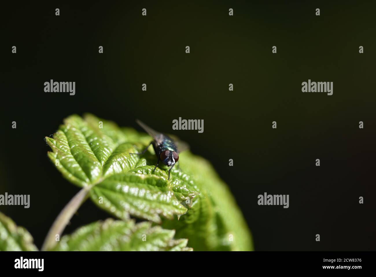 Mouche bleue à bouteille (Calliphora vomitoria) sur la feuille de framboise au soleil, regarder la caméra dans un jardin à Staffordshire en septembre Banque D'Images