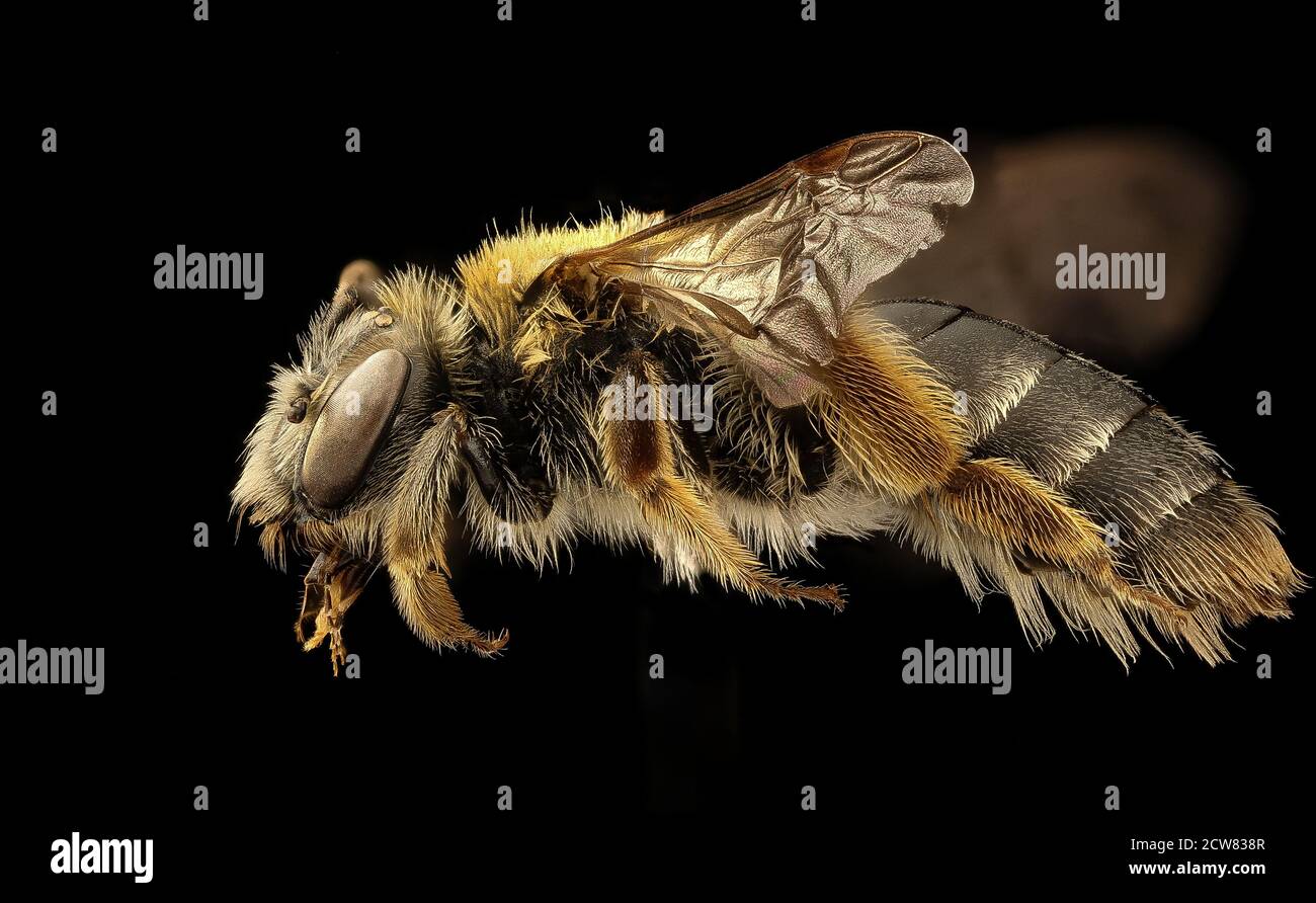 Andrena macra, f, à gauche, Kent Co. Maryland 2019-03-22-02.07.19 ZS Pmax UDR Banque D'Images