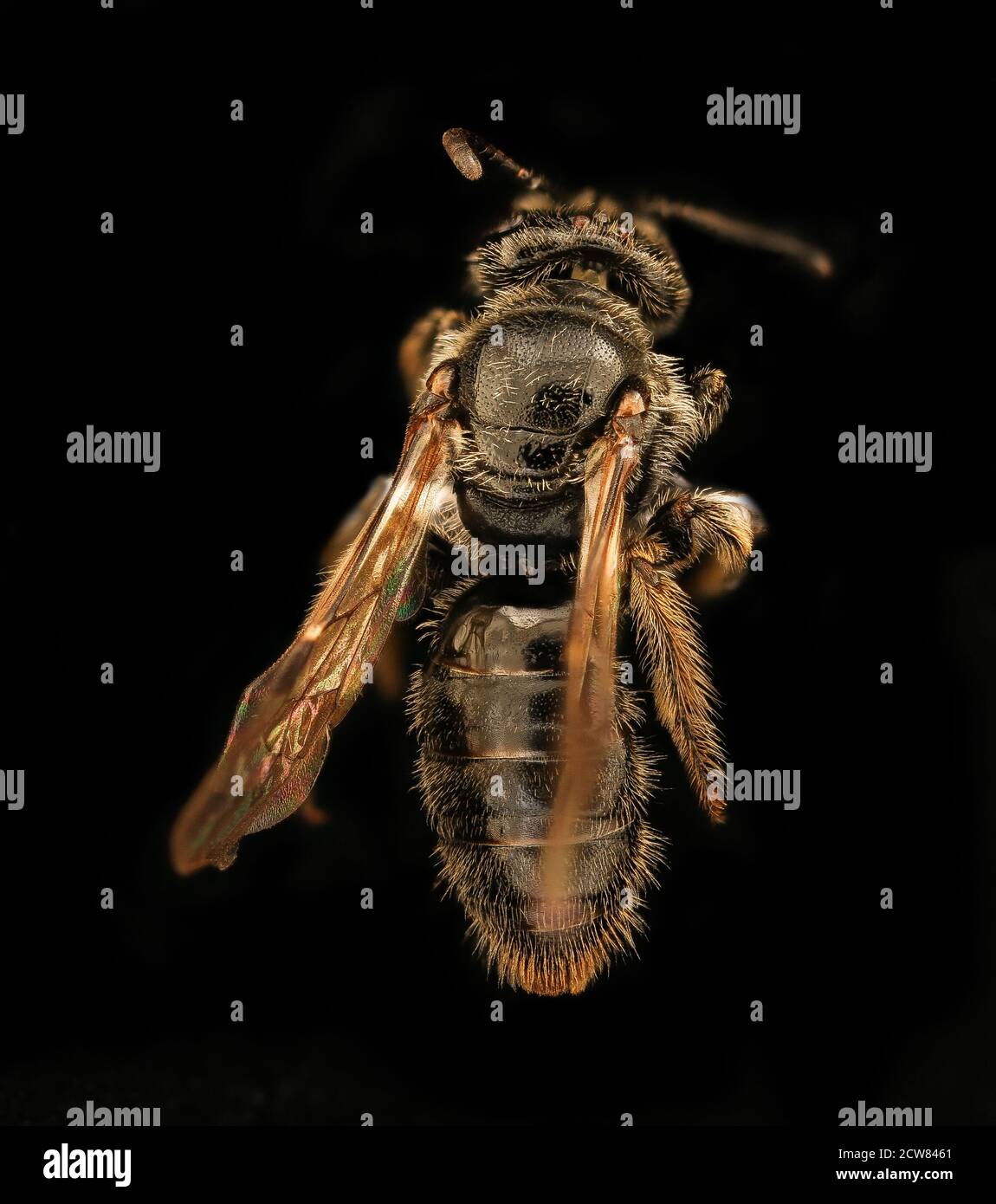 Cette image en gros plan montre Panurginus atramontensis, une espèce d'abeille, photographiée dans le comté de Prince George, Maryland, le 21 mars 2019. La photo a été prise par un laboratoire d'inventaire et de surveillance des abeilles à l'aide d'un appareil photo Canon et d'un équipement spécialisé pour la photographie d'insectes. Banque D'Images