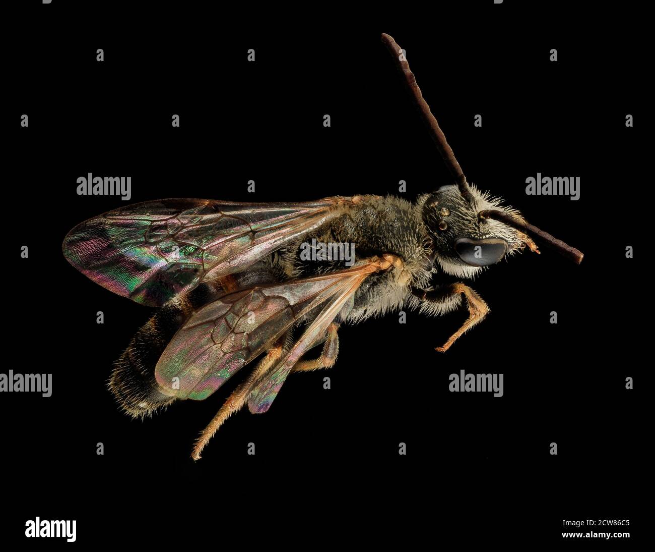 Lasioglossum albipes, m, dos, france 2014-06-04-11.07 Banque D'Images